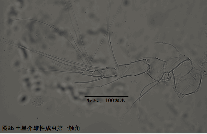 图3b 图3b