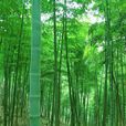 竹(禾本目禾本科植物) 竹(禾本目禾本科植物)