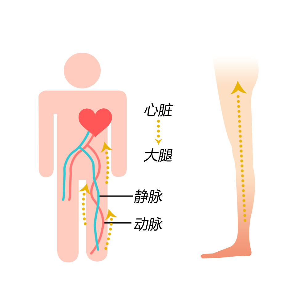 心脏大腿静脉
