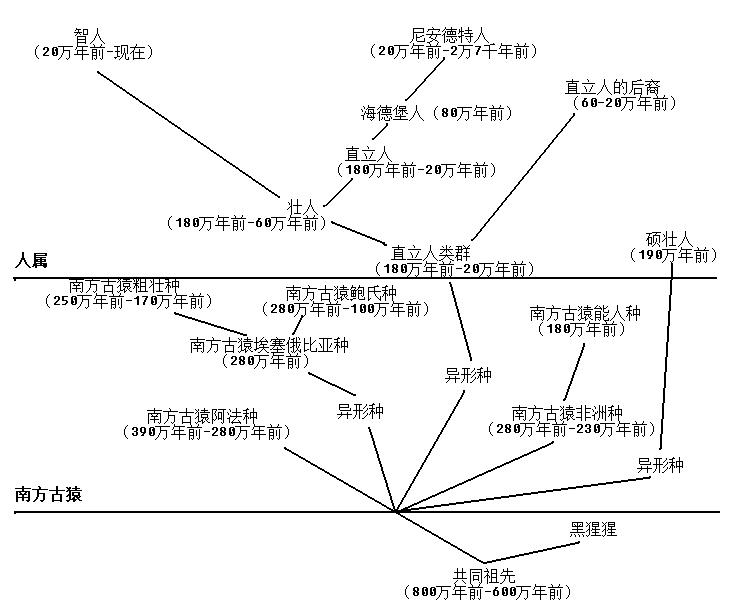 人科动物一种可能的种系发生(仅供参考) 人科动物一种可能的种系发生(仅供参考)