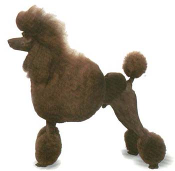 伴侣犬DOG