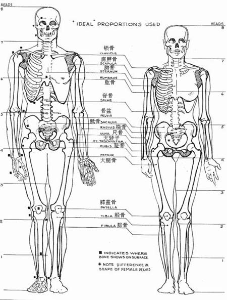 人体基本结构