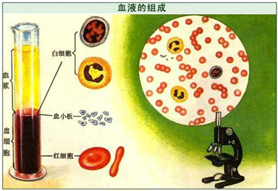 人工血液 人工血液
