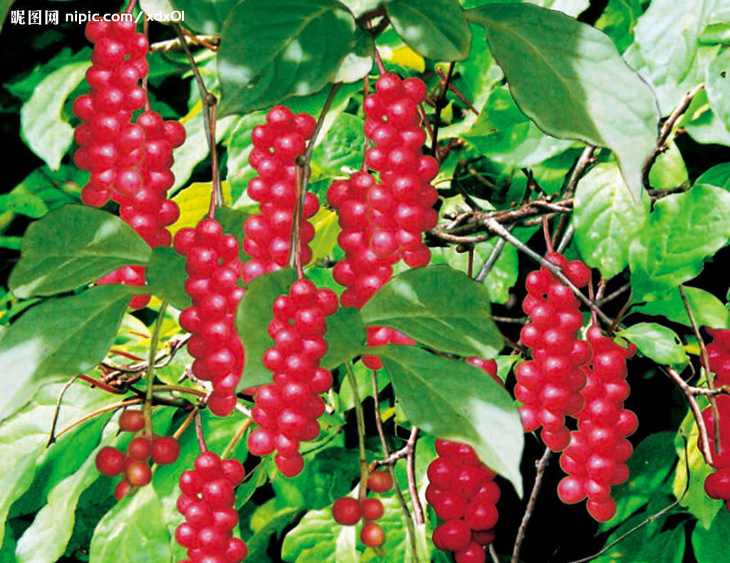五味子(八角目八角科植物) 五味子(八角目八角科植物)