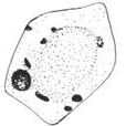 人芽囊原虫 人芽囊原虫