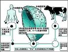 人兽混合胚胎 人兽混合胚胎