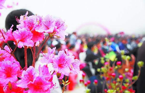 五莲杜鹃花 五莲杜鹃花