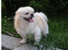京巴犬 京巴犬
