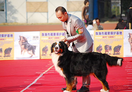 标準伯恩山犬 标準伯恩山犬