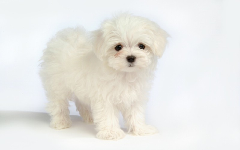 puppy(词语解释) puppy(词语解释)