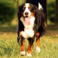 伯恩山犬 伯恩山犬