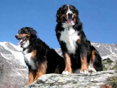 成年伯恩山犬 成年伯恩山犬