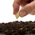 seed(英文单词)