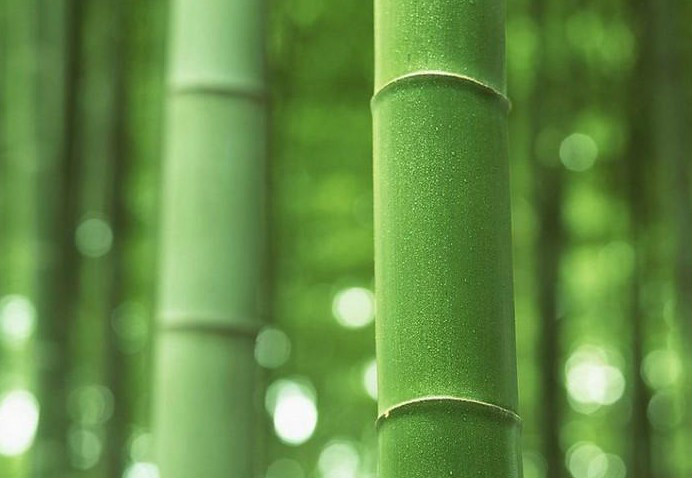 斗笠竹 斗笠竹