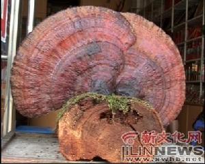 二道白河镇 二道白河镇