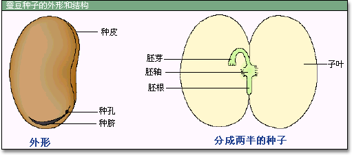 种子(裸子植物和被子植物特有的繁殖体)