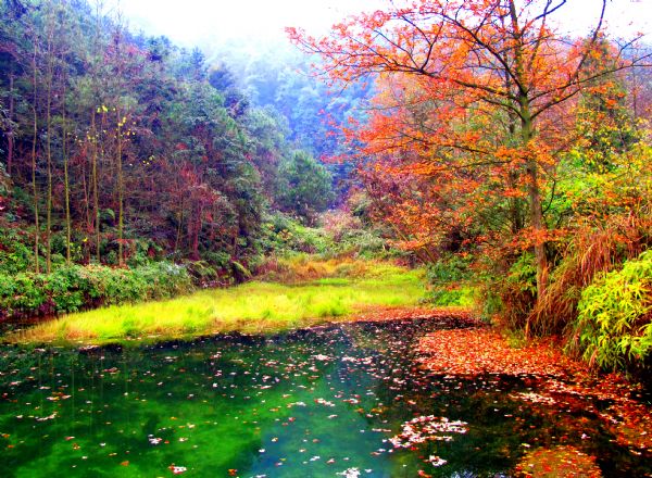 九凤梨花山景区 九凤梨花山景区