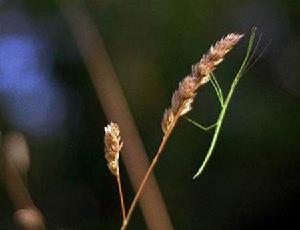 竹节虫