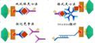 RNA探针 RNA探针