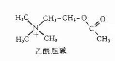 乙醯胆硷 乙醯胆硷