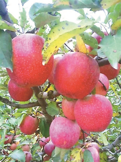 秦冠苹果栽培 秦冠苹果栽培