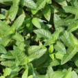 仙草(一年生草本宿根植物) 仙草(一年生草本宿根植物)