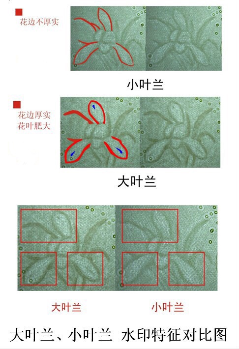 大叶兰、小叶兰水印特徵对比图 大叶兰、小叶兰水印特徵对比图