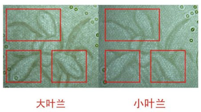 大叶兰与小叶兰 水印对比图 大叶兰与小叶兰 水印对比图