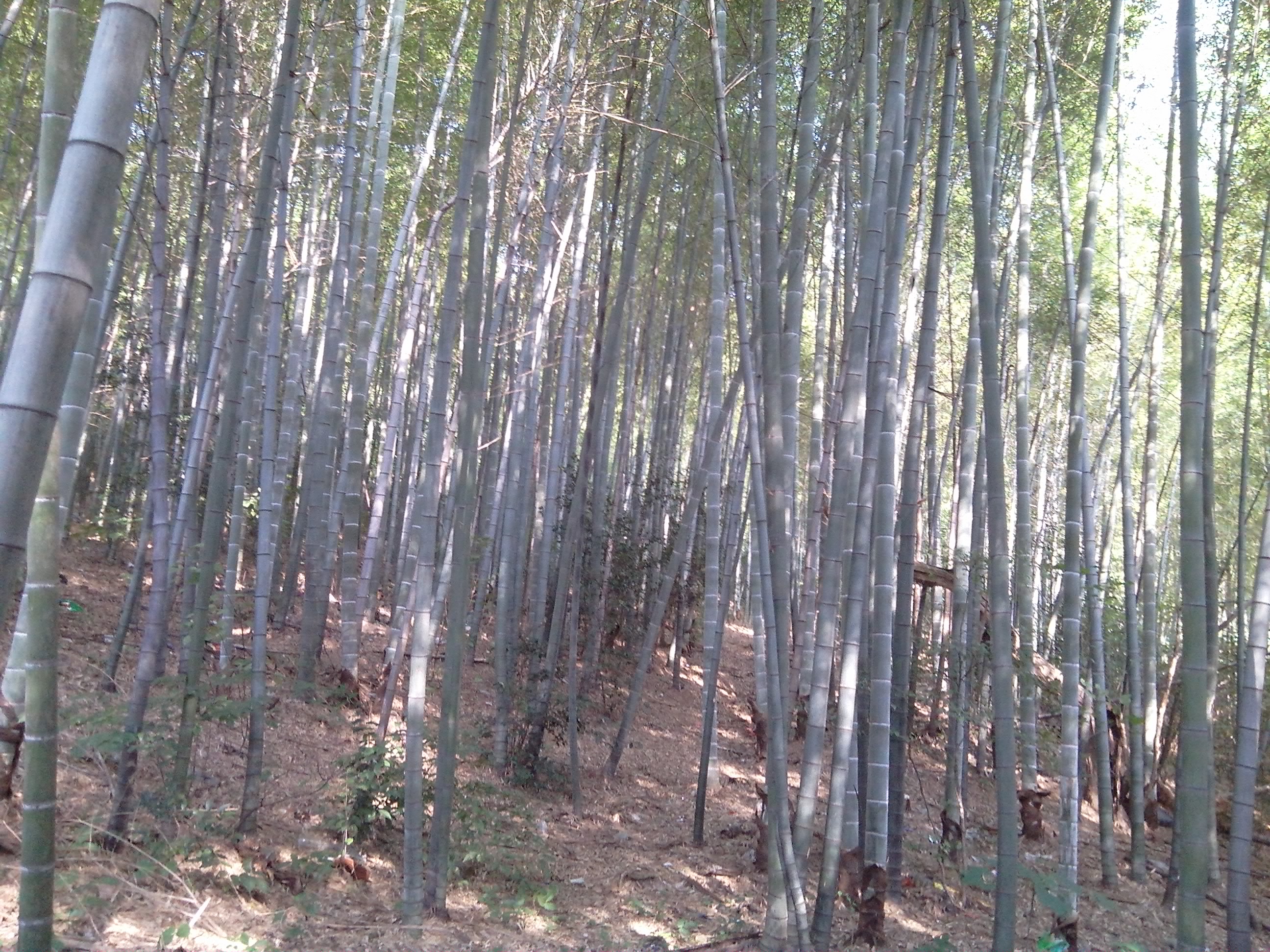 竹韵东湾