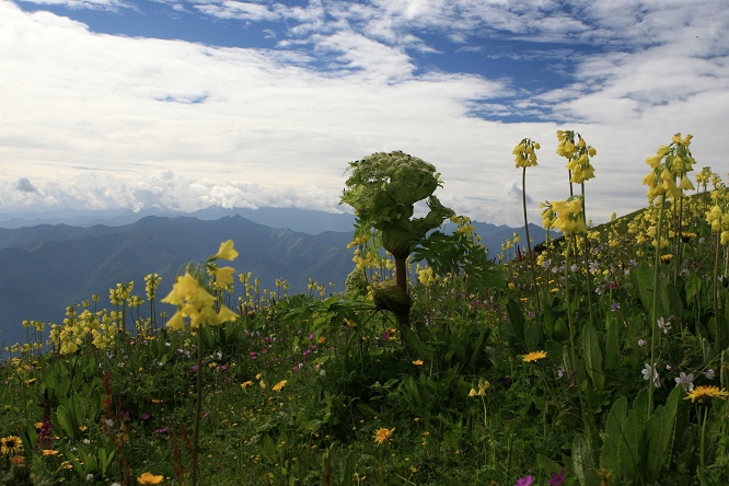 九顶山的药材——羌活 九顶山的药材——羌活