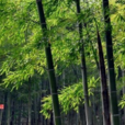 立夏(二十四节气之一) 立夏(二十四节气之一)