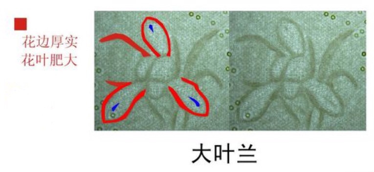 大叶兰图示 大叶兰图示