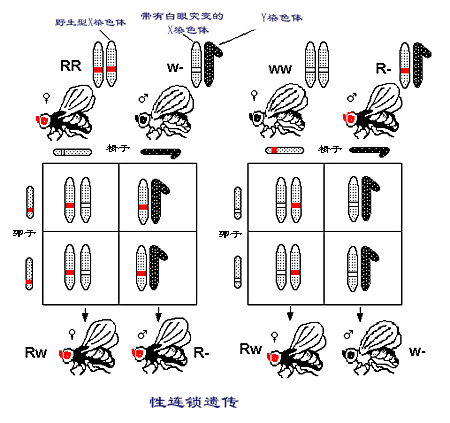 果蝇中Y染色体