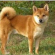 伴侣犬