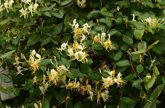 忍冬(秦岭金银花) 忍冬(秦岭金银花)