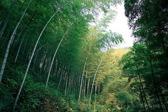 九华山竹海 九华山竹海