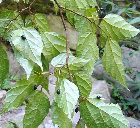 稀花八角枫 稀花八角枫