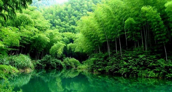 竹海