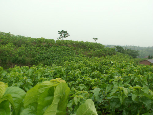 万亩蚕桑产业化基地