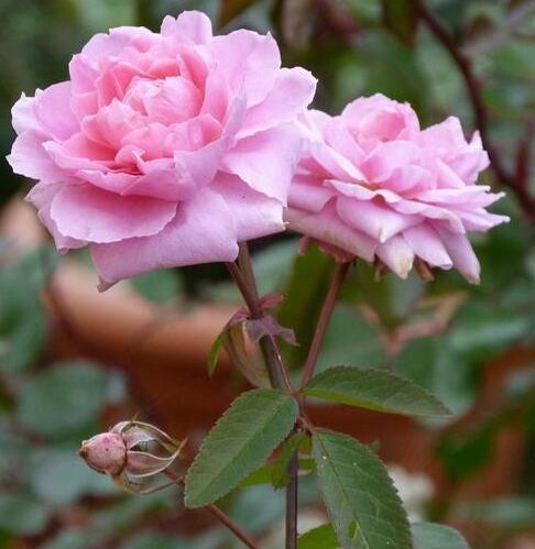 五月花(蔷薇属月季栽培品种) 五月花(蔷薇属月季栽培品种)