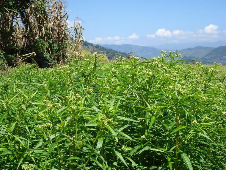 穿心莲(爵床科植物) 穿心莲(爵床科植物)