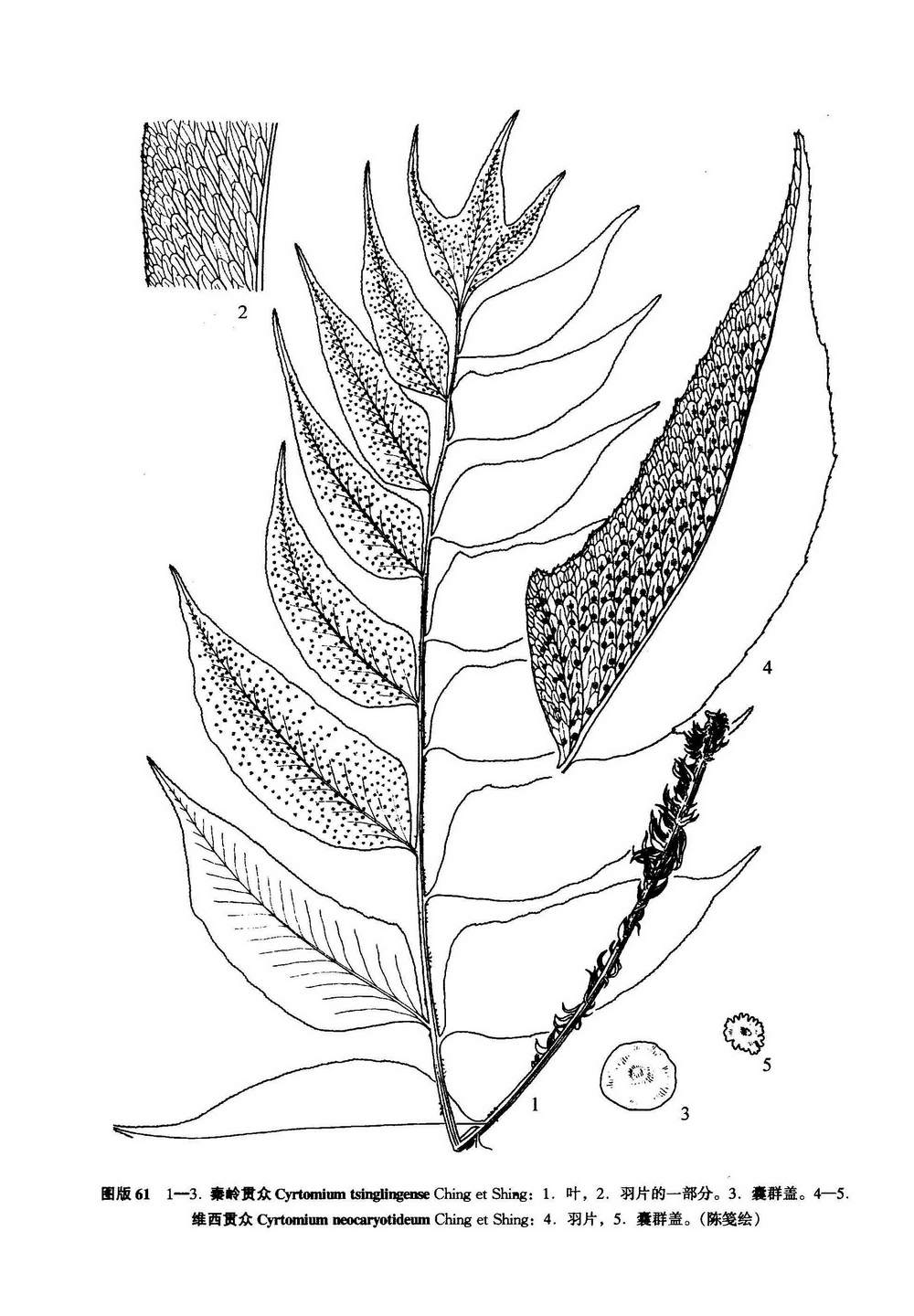 秦岭贯众