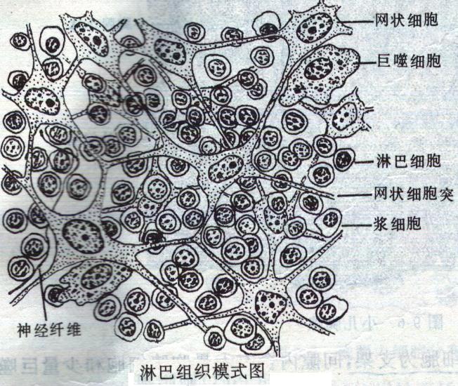 免疫系统是伊波拉的帮凶?