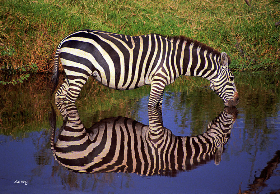 zebra(足球团体) zebra(足球团体)