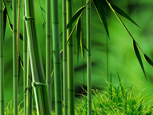 竹(禾本目禾本科植物) 竹(禾本目禾本科植物)