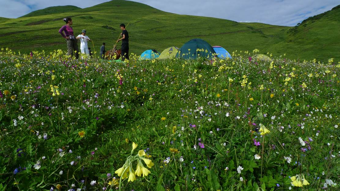 九顶山花海 九顶山花海