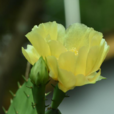 仙人掌(石竹沙漠植物)