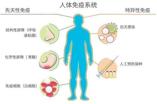 人体免疫系统 人体免疫系统