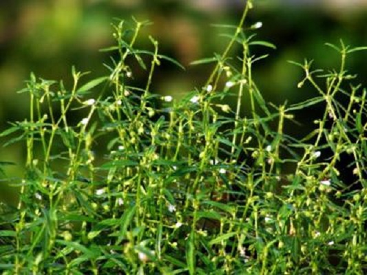 东乡白花蛇舌草 东乡白花蛇舌草