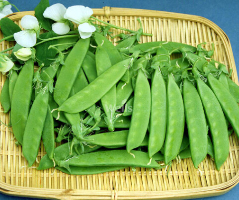 玉环剪豆